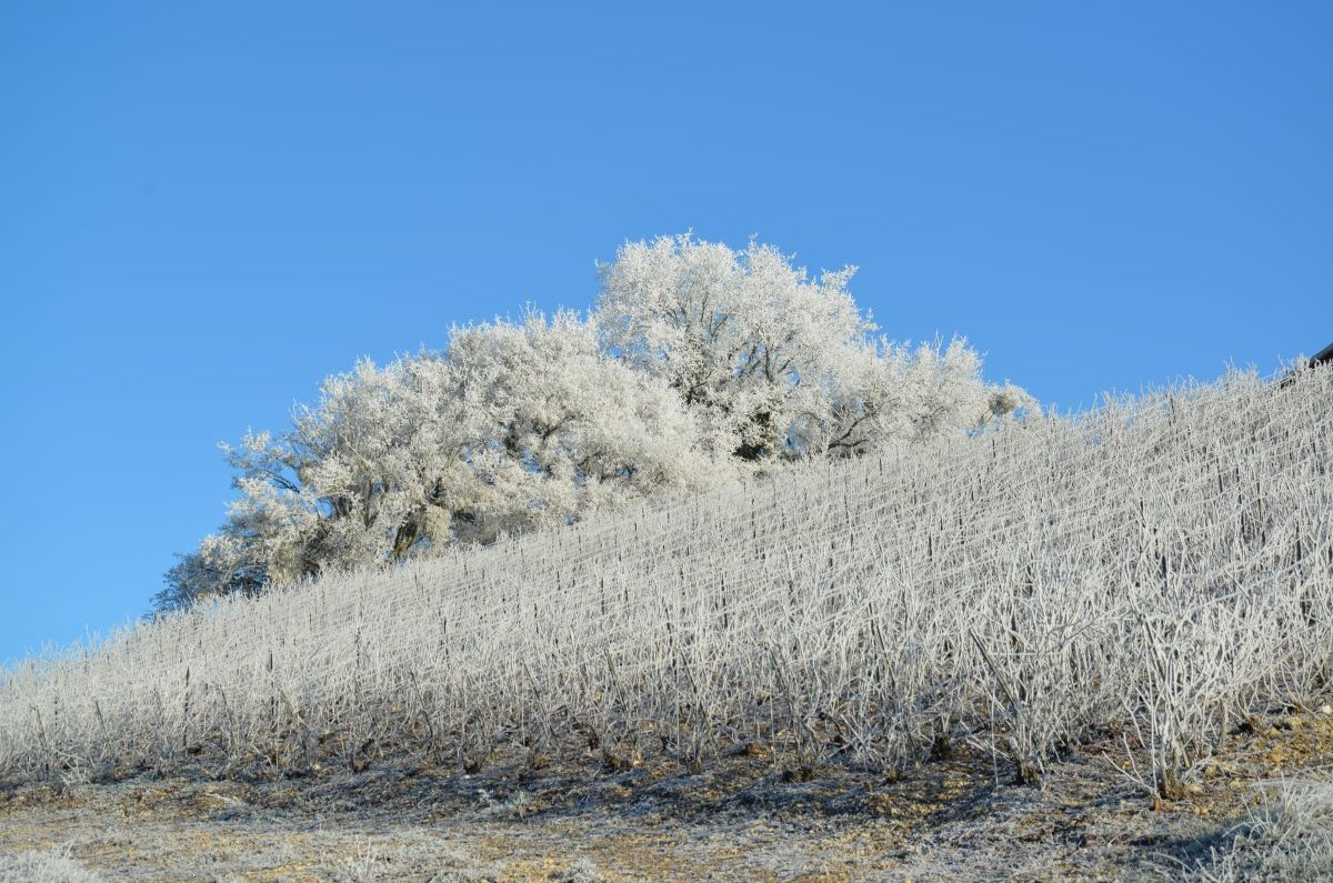 photo
                                     hivernale des vignes autour de Rizaucourt-Buchey